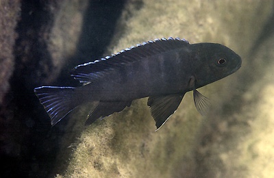 Chindongo sp. 'aggressive brown' Harbour Island